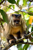 Brown capped capuchin (Cebus apella) looking menacing. Forest Is, Pantanal, Brazil.
