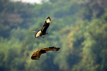 Common / Crested Caracara (Caracara plancus) attacking Black Collared Hawk (Busarellus nigricollis) for food, Pantanal, Brazil