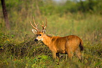 Marsh Deer stag (Blastocerus dichotomus) Pantanal, Brazil