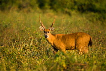 Marsh Deer stag (Blastocerus dichotomus) Pantanal, Brazil