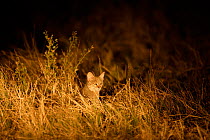 African wild cat hunting at night (Felis silvestris lybica) Okavango Delta, Botswana