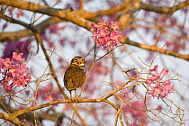 Burrowing Owl (Athene cunicularia) amongst the flowers of an Ipé Tree, Pantanal, Brazil