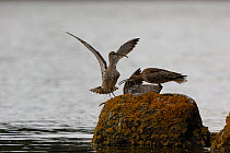 Whimbrel (Numenius phaeopus) fighting for a place to roost during high tide. Finistère, Brittany, France