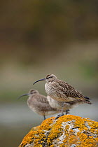 Whimbrel (Numenius phaeopus) roosting at high tide. Finistère, Brittany, France