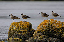 Whimbrel (Numenius phaeopus) roosting at high tide. Finistère, Brittany, France