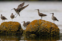 Whimbrel (Numenius phaeopus) fighting for a place to roost at high tide. Finistère, Brittany, France