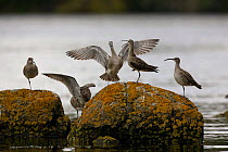 Whimbrel (Numenius phaeopus) fighting for a place to roost at high tide. Finistère, Brittany, France