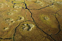 Aerial View showing  Hippopotamus' trails in the swamps of the Okavango Delta, Botswana