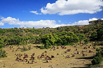 Gelada Baboon (Theropithecus gelada) troop of over 450 baboons moving together, Simien NP, Ethiopia, 3000m altitude