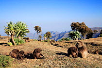 Gelada Baboon (Theropithecus gelada) family near Giant Lobelia tree, Sheneck Pass, Simien NP, Ethiopia, 3000m altitude
