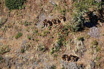 Aerial view of Gelada Baboons mutual grooming (Theropithecus gelada) Simien NP, Ethiopia, 3000m altitude
