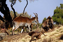 Young Walia ibex {Capra walie} and Gelada Baboons {Theropithecus gelada} Baboons alarm easily and warn Ibex of any danger, Simien NP, Ethiopia