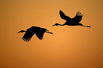 Wattled cranes flying at sunrise (Grus / Bugeranus carunculatus) Okavango Delta, Botswana
