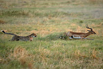 Female Cheetah (Acinonyx jubatus) chasing Impala. Okavango Delta, Botswana, sequence 7/7