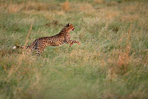 Cheetah Cub running behind his mother while she is hunting an impala (Acinonyx jubatus) Okavango Delta, Botswana