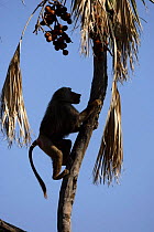 Hamadryas Baboon {Papio hamadryas} climbing palm tree in order to feed on nuts. Awash NP, Ethiopia
