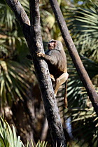 Male Hamadryas Baboon {Papio hamadryas} climbing palm tree in order to feed on nuts. Awash NP, Ethiopia