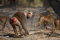 Hamadryas Baboon {Papio hamadryas} male running with females in troop, Awash NP, Ethiopia  .