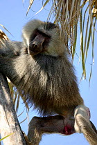 Hamadryas Baboon {Papio hamadryas} climbing palm tree in order to feed on nuts. Awash NP, Ethiopia