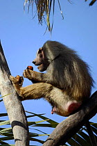 Male Hamadryas Baboon {Papio hamadryas} feeding on palm nuts in palm tree, Awash NP, Ethiopia
