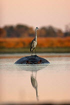 Grey Heron (Ardea cinerea) standing on Hippopotamus (Hippopotamus amphibius) for fishing at Sunrise. Northern Okavango Delta, Botswana