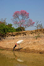 Jabiru Stork {Jabiru mycteria} on river bank near  Ipé tree in bloom, Pantanal, Mato Grosso, Brazil.