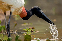 Jabiru Stork {Jabiru mycteria} drinking, Pantanal, Mato Grosso, Brazil.