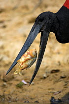 Jabiru Stork {Jabiru mycteria} beak open feeding on piranah fish, Pantanal, Mato Grosso, Brazil.