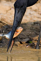 Jabiru Stork {Jabiru mycteria} feeding on piranah fish, Pantanal, Mato Grosso, Brazil.