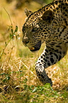 Leopard (Panthera pardus) male hunting in long grass, Okavango Delta, Botswana