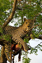 Leopard (Panthera pardus) male with Impala prey resting in tree, Okavango Delta, Botswana
