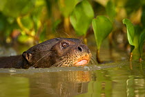 Giant Otter swimming (Pteronura braziliensis) Pixiam river, Pantanal, Mato Grosso, Brazil.