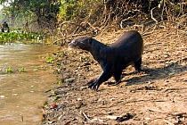 Giant Otter on river bank (Pteronura braziliensis) Pantanal, Mato Grosso, Brazil.
