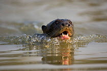 Giant Otter swimming (Pteronura braziliensis) Pixiam river, Pantanal, Mato Grosso, Brazil.