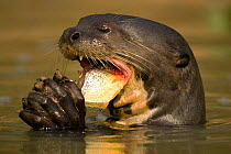 Giant Otter (Pteronura braziliensis) feeding on Piranah fish, Pantanal, Mato Grosso, Brazil.
