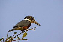 Ringed Kingfisher (Ceryle torquata) Pantanal, Brazil.