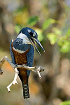 Ringed Kingfisher (Ceryle torquata) Pantanal, Brazil.