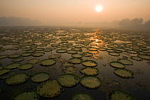 Lily pads of Giant / Royal water lily (Victoria amazonica) at dawn Pantanal, Brazil.