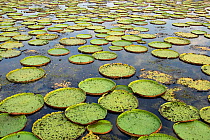Lily pads of Giant / Royal water lily (Victoria amazonica) Pantanal, Brazil.