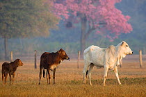 Zebu cattle in the Pantanal, Brazil.