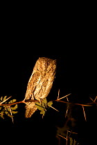 African Scops Owl at night (Otus senegalensis) Okavango delta. Botswana