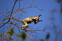 Black Howler Monkey, female jumping from branch to branch (Alouatta caraya) Pantanal. Brazil. sequence 1/4