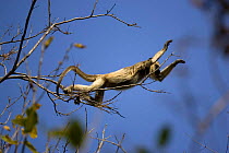 Black Howler Monkey, female jumping from branch to branch (Alouatta caraya) Pantanal. Brazil. sequence 2/4