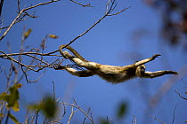 Black Howler Monkey, female jumping from branch to branch (Alouatta caraya) Pantanal. Brazil. sequence 3/4