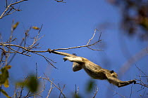 Black Howler Monkey, female jumping from branch to branch (Alouatta caraya) Pantanal. Brazil. sequence 4/4