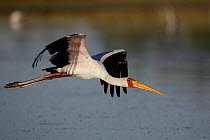Yellow billed Stork flying (Mycteria ibis) Okavango Delta, BOTSWANA
