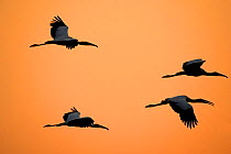 American Wood Storks / Ibis flying at dusk (Mycteria americana) Pantanal, Brazil