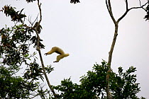Red Uakari Monkey {Cacajao rubicundus} jumping from branch to branch. Mamiraua Wildlife Reserve. Amazonia, Brazil