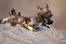 Young African Wild Dogs {Lycaon pictus} playing on den in old termite mound, Northern Okavango Delta, Botswana.