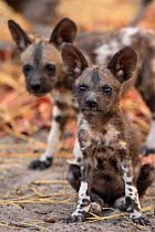Young African Wild Dogs {Lycaon pictus} on den in old termite mound, Northern Okavango Delta, Botswana.